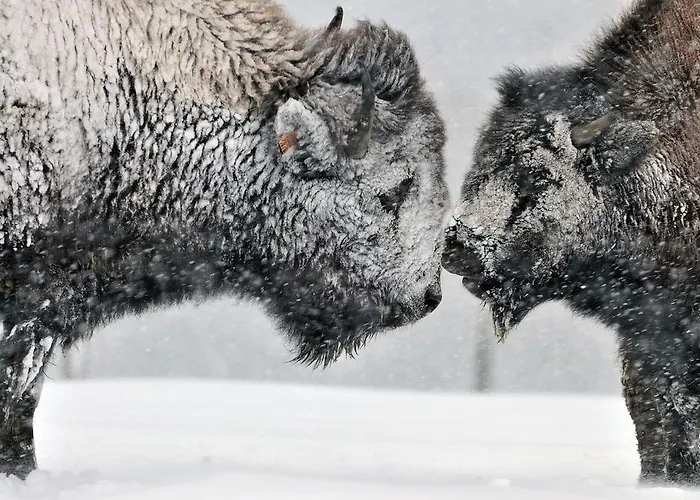 Ranch Des Bisons Chalé Petit-Réderching
